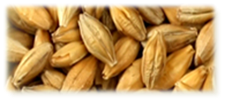 Pale Ale Malt - EBC 7-9