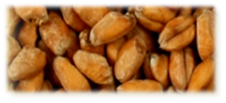Wheat Blanc Malt - EBC 3,5-5