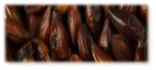 Chocolat Malt - EBC 900