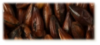 Black Malt