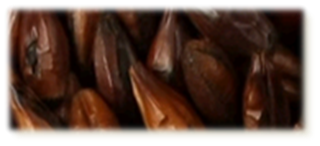 Roasted Barley Malt - EBC 1200-1400