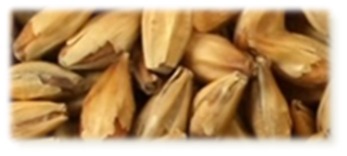 Melano Malt - EBC 80