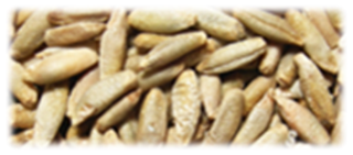 Rug Malt - EBC 19