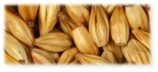 Cara Blond Malt, ØKO - EBC 20